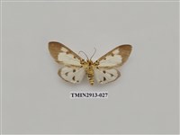 藏品(夜蛾7)的圖片